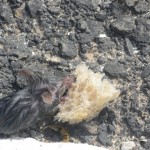 Rescued Mouse